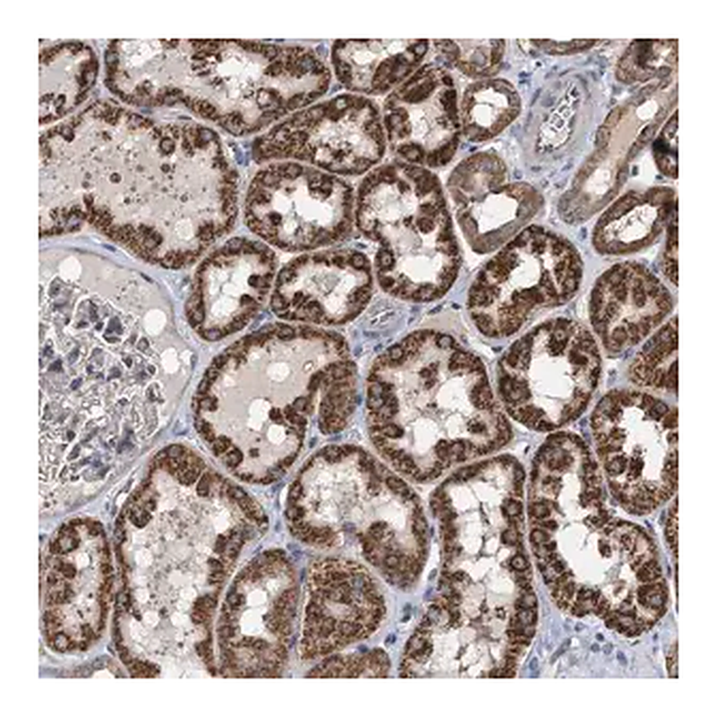 Merck Anti-EXOSC2 antibody produced in rabbit