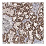 Merck Anti-EXOSC2 antibody produced in rabbit