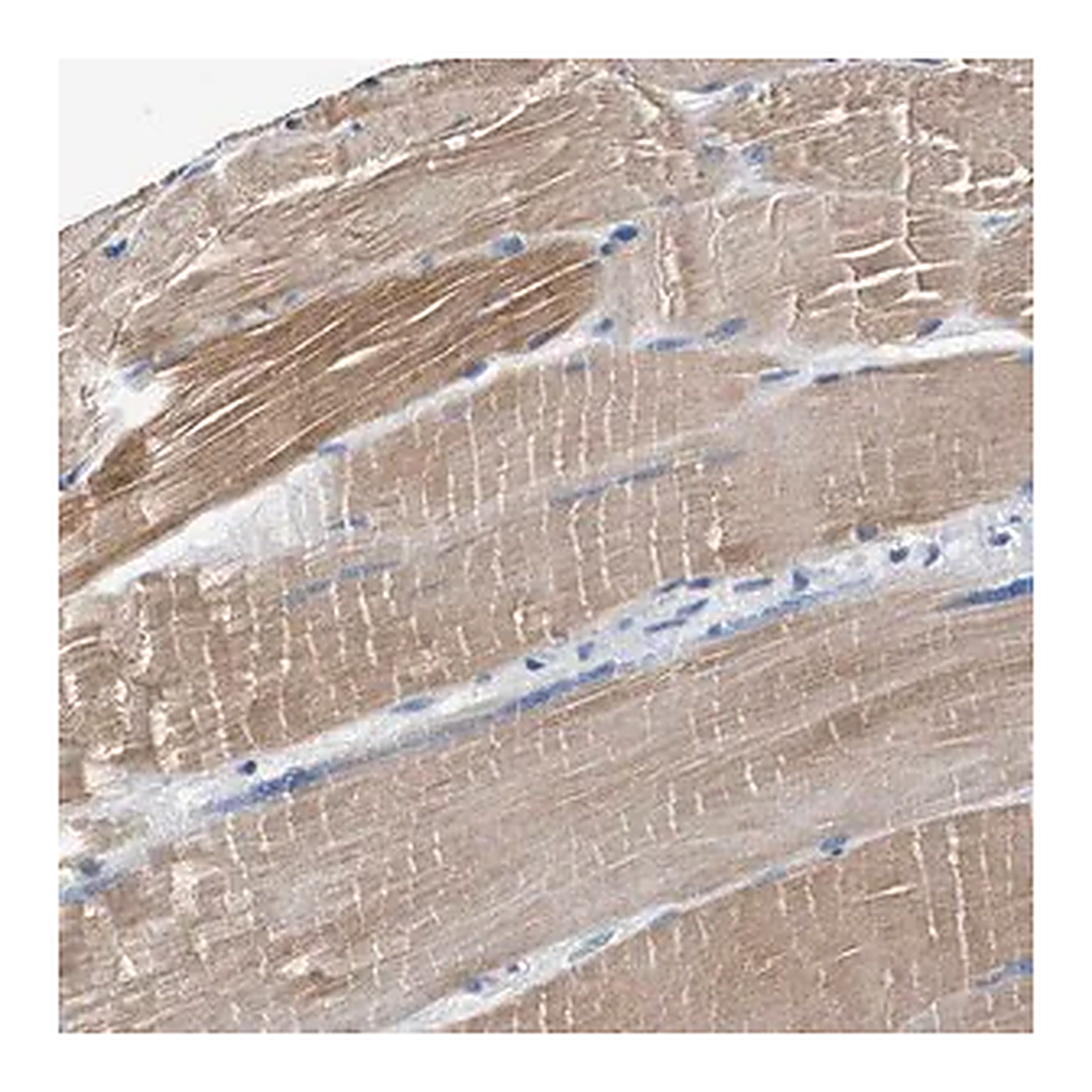 Merck Anti-MYH3 antibody produced in rabbit