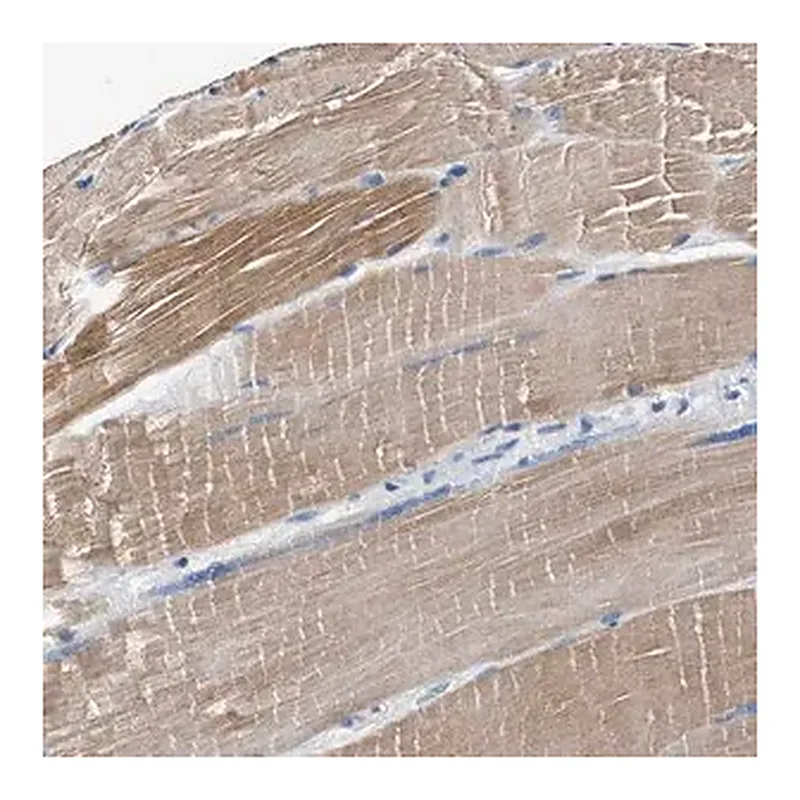 Merck Anti-MYH3 antibody produced in rabbit