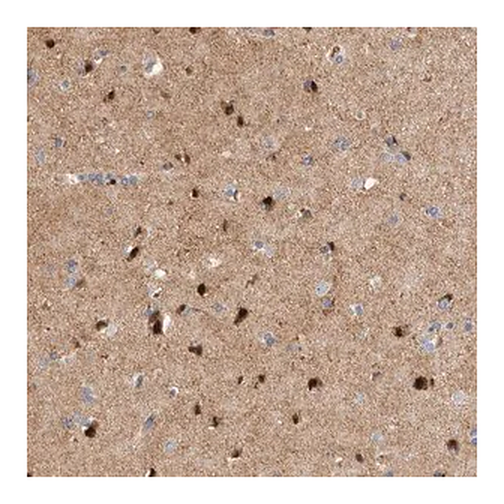Merck Anti-RBM48 antibody produced in rabbit