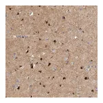 Merck Anti-RBM48 antibody produced in rabbit