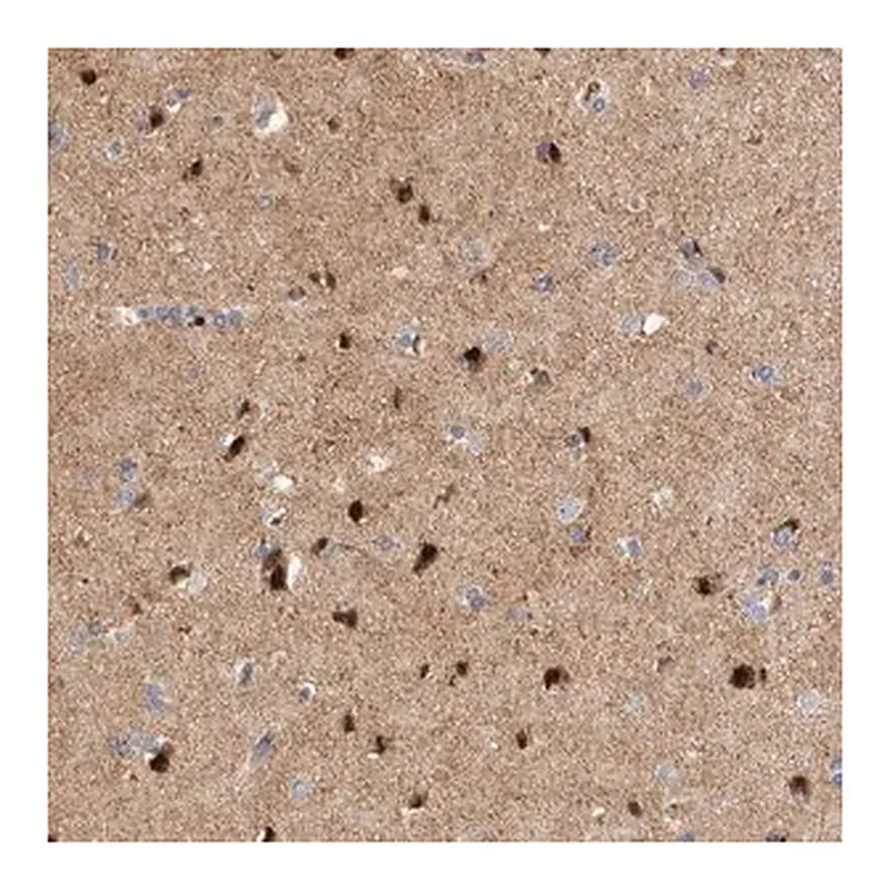 Merck Anti-RBM48 antibody produced in rabbit