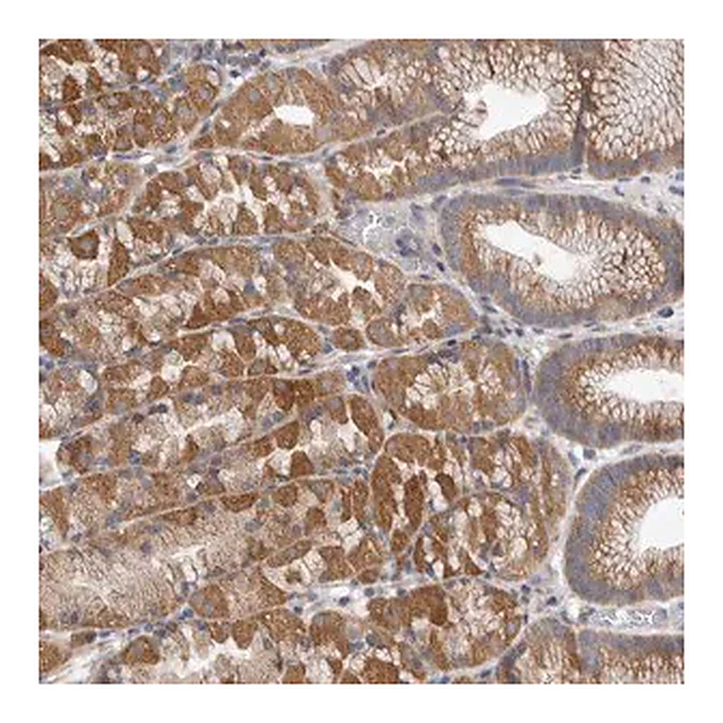 Merck Anti-EDEM3 antibody produced in rabbit