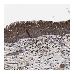 Merck Anti-SSH3 antibody produced in rabbit