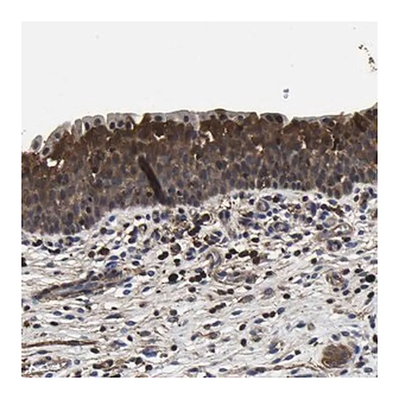 Merck Anti-SSH3 antibody produced in rabbit