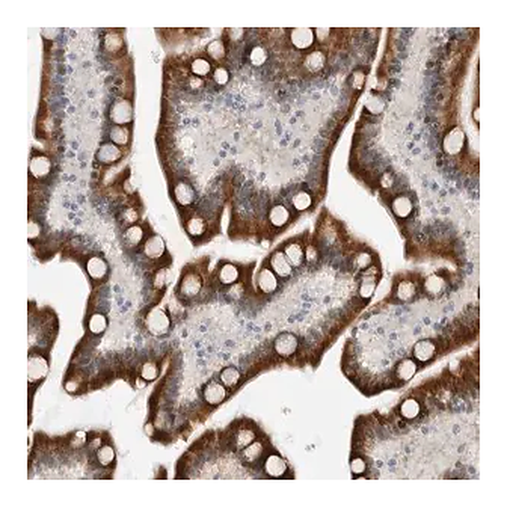 Merck Anti-PCMTD1 antibody produced in rabbit