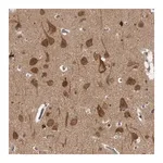 Merck Anti-CACYBP antibody produced in rabbit
