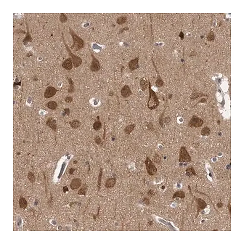 Merck Anti-CACYBP antibody produced in rabbit