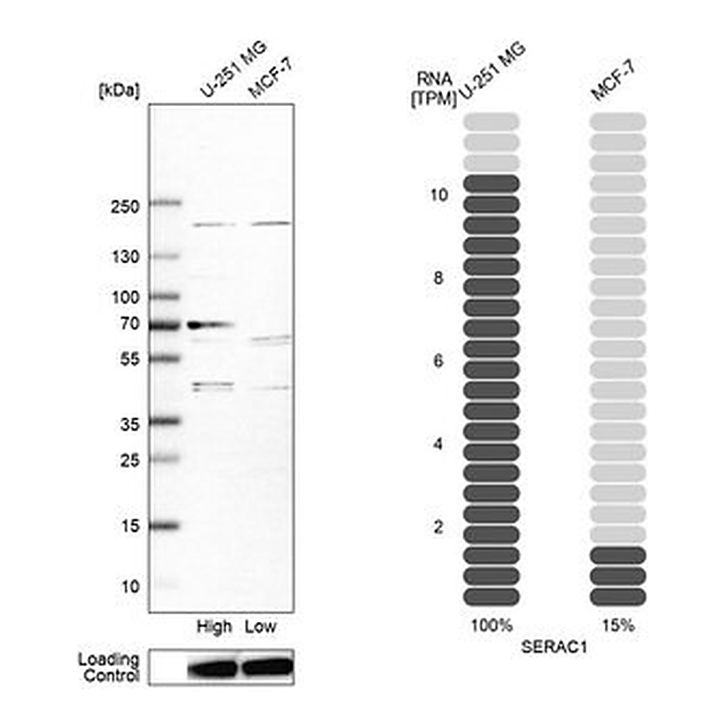 Merck Anti-SERAC1 antibody produced in rabbit