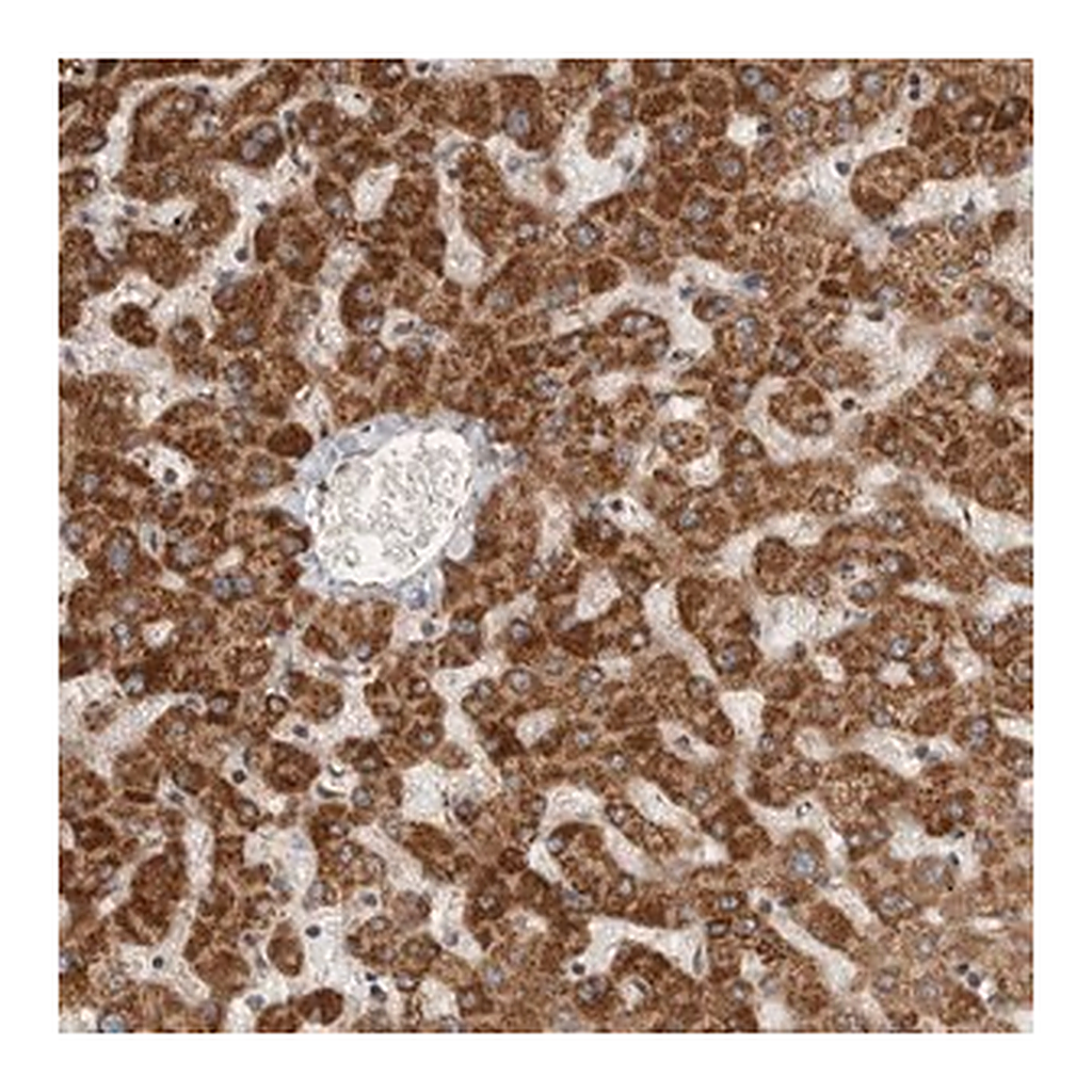 Merck Anti-SERAC1 antibody produced in rabbit