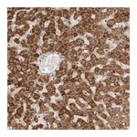 Merck Anti-SERAC1 antibody produced in rabbit
