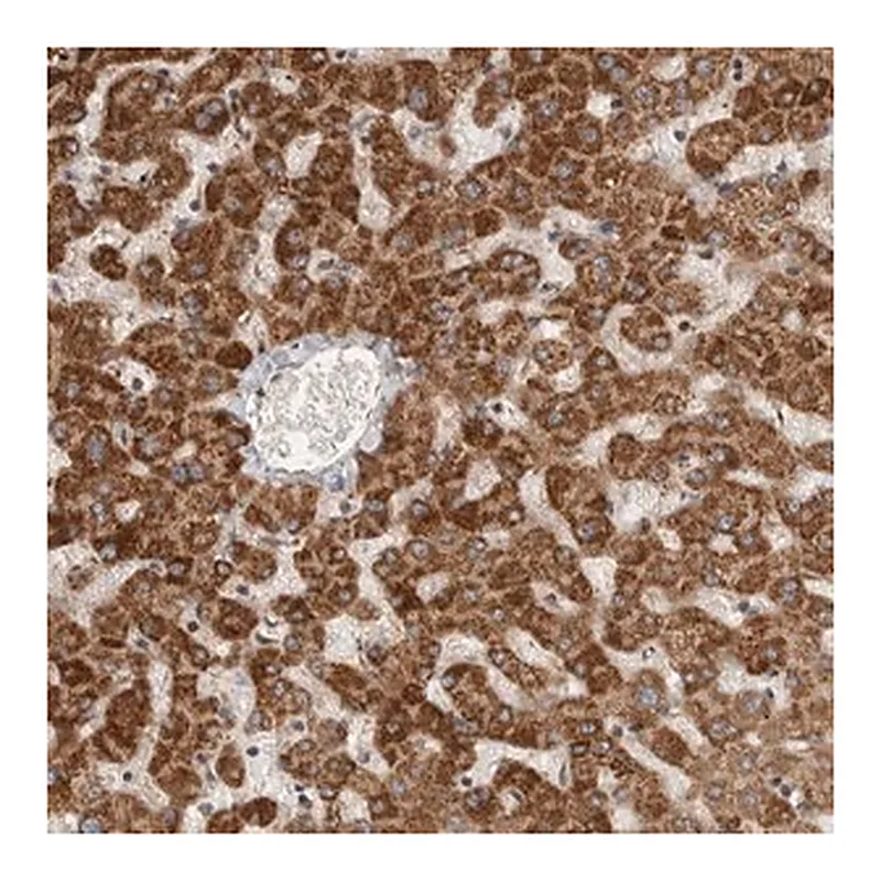 Merck Anti-SERAC1 antibody produced in rabbit