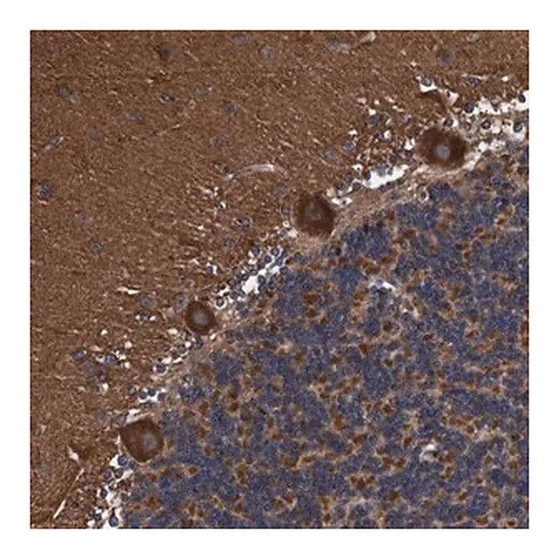Merck Anti-ENDOG antibody produced in rabbit