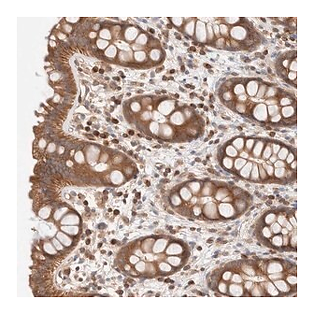 Merck Anti-SIKE1 antibody produced in rabbit