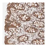 Merck Anti-SIKE1 antibody produced in rabbit