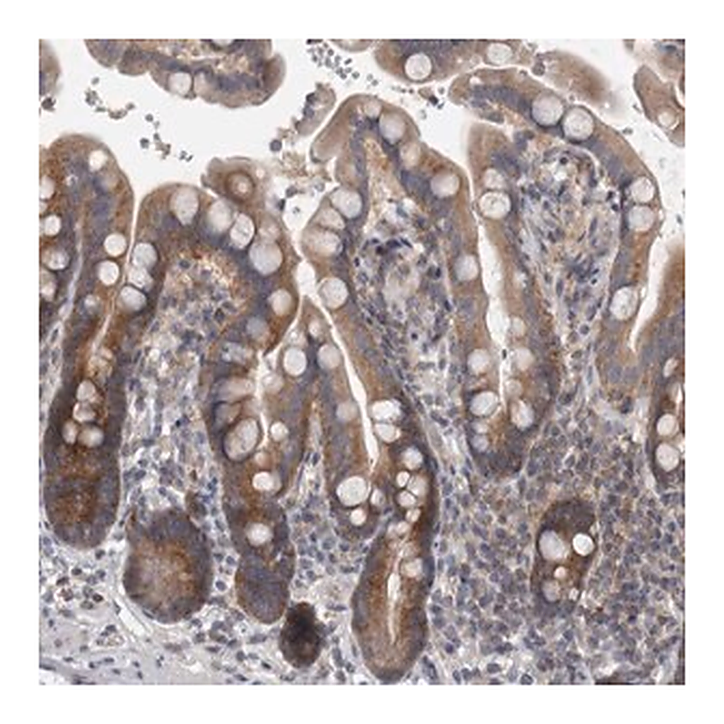 Merck Anti-PRRC2C antibody produced in rabbit