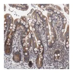 Merck Anti-PRRC2C antibody produced in rabbit