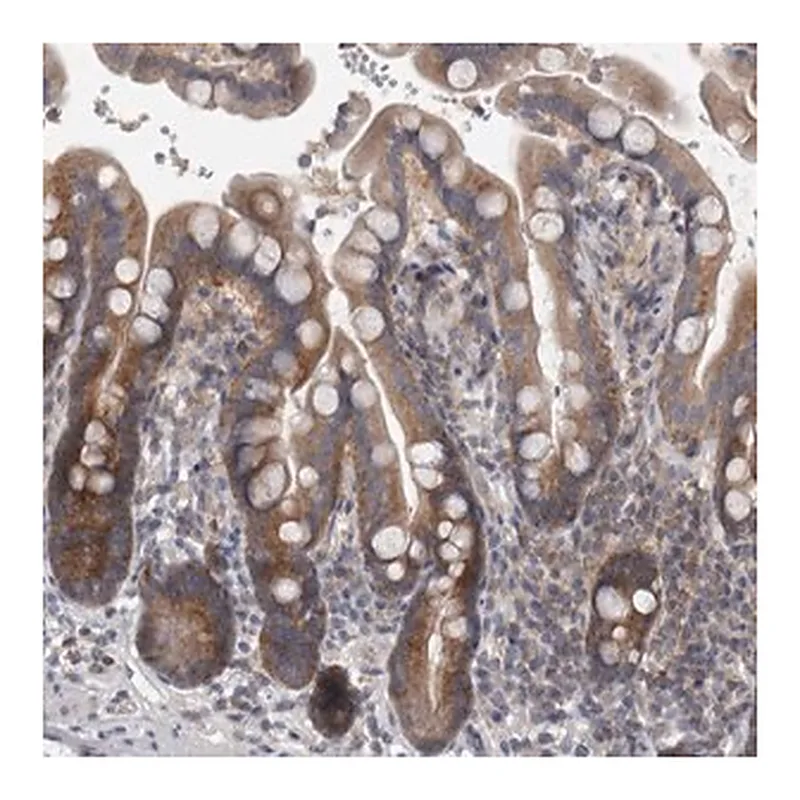Merck Anti-PRRC2C antibody produced in rabbit