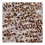 Merck Anti-EDEM3 antibody produced in rabbit
