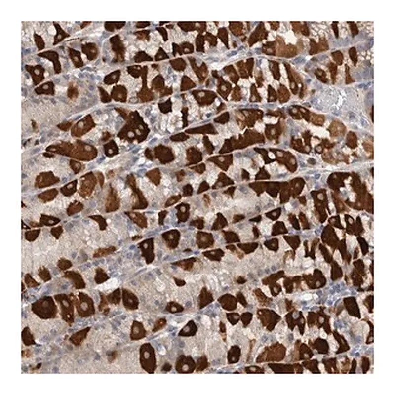 Merck Anti-EDEM3 antibody produced in rabbit