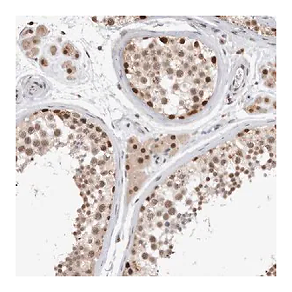 Merck Anti-XRCC5 antibody produced in rabbit