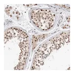 Merck Anti-XRCC5 antibody produced in rabbit