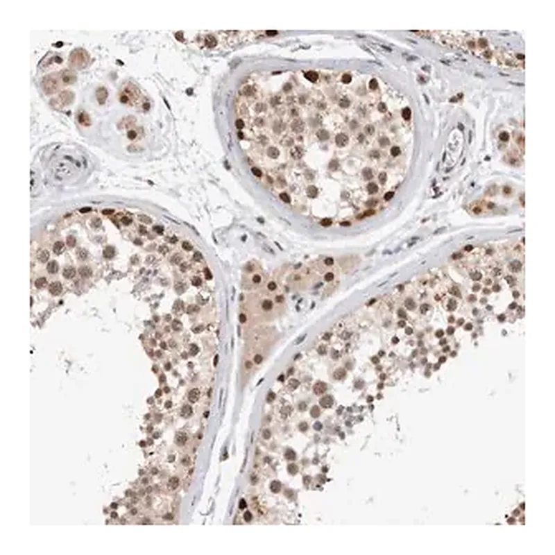 Merck Anti-XRCC5 antibody produced in rabbit