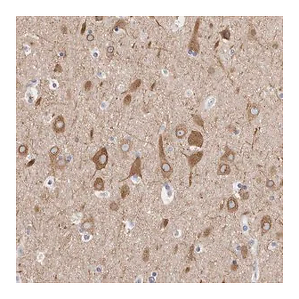 Merck Anti-TMEM242 antibody produced in rabbit