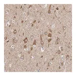 Merck Anti-TMEM242 antibody produced in rabbit