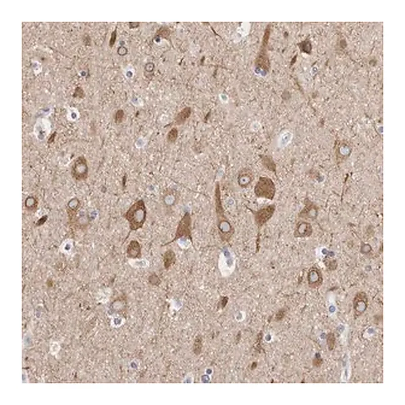 Merck Anti-TMEM242 antibody produced in rabbit