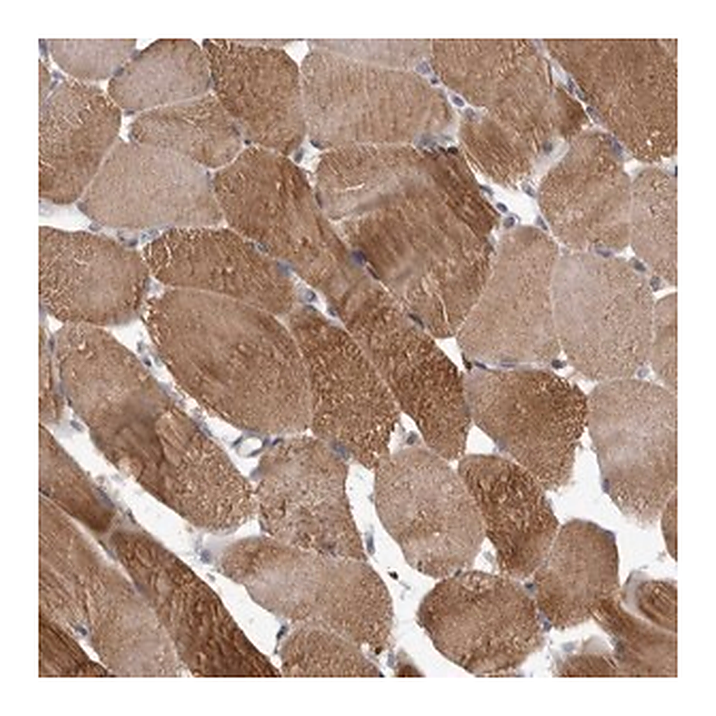 Merck Anti-C7orf72 antibody produced in rabbit