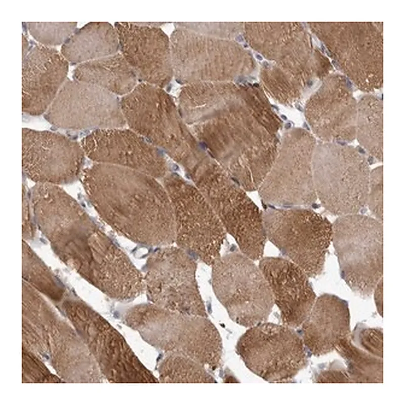 Merck Anti-C7orf72 antibody produced in rabbit