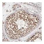Merck Anti-ZNF83 antibody produced in rabbit