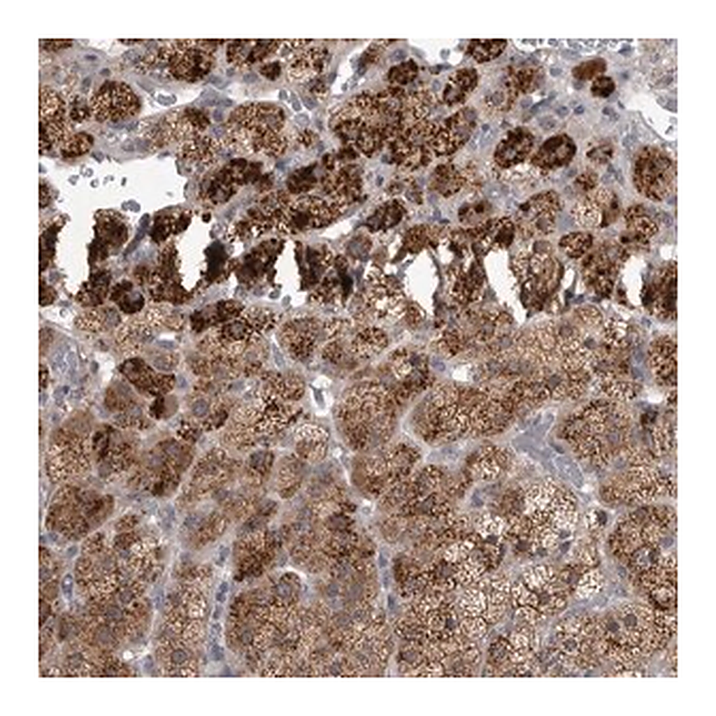 Merck Anti-RAB29 antibody produced in rabbit