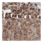 Merck Anti-RAB29 antibody produced in rabbit