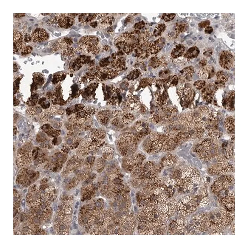 Merck Anti-RAB29 antibody produced in rabbit