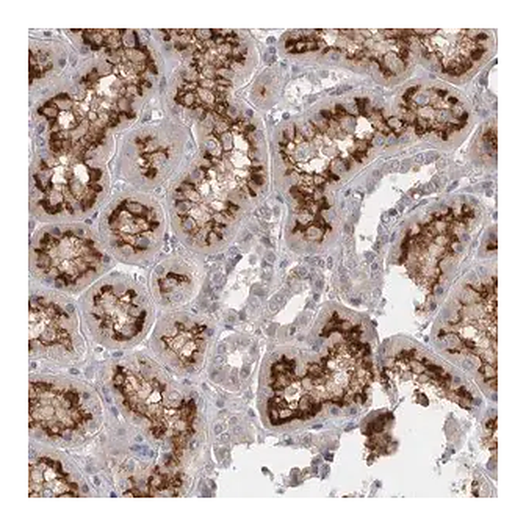Merck Anti-SLC22A11 antibody produced in rabbit