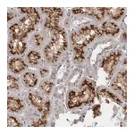 Merck Anti-SLC22A11 antibody produced in rabbit