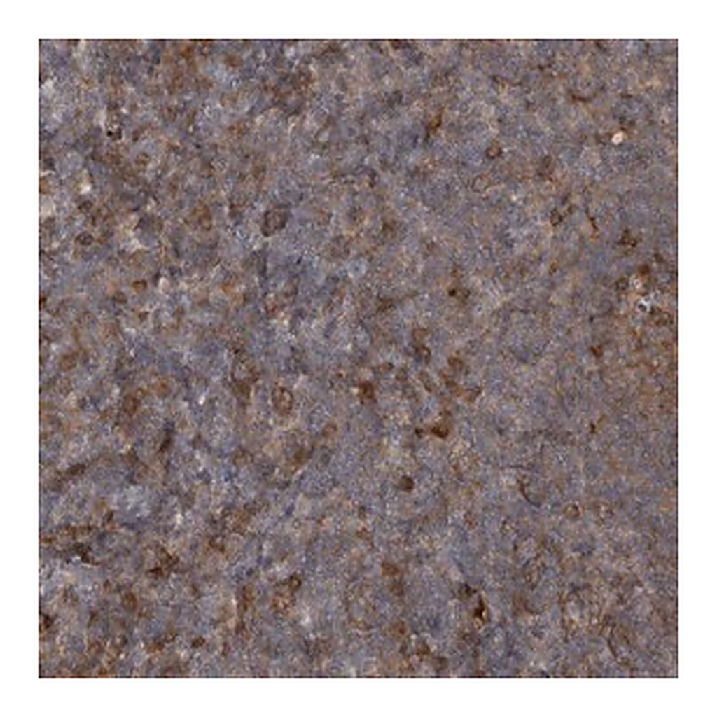 Merck Anti-RAB3GAP2 antibody produced in rabbit
