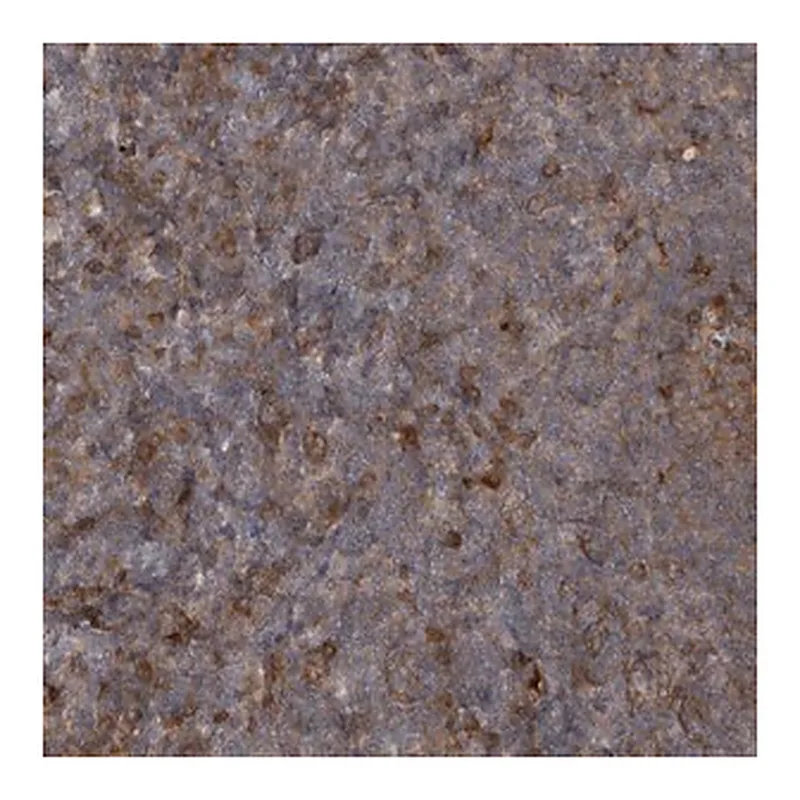 Merck Anti-RAB3GAP2 antibody produced in rabbit
