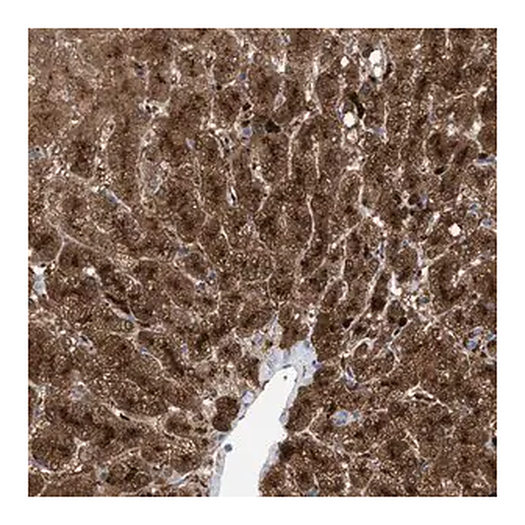 Merck Anti-MBTD1 antibody produced in rabbit