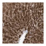 Merck Anti-MBTD1 antibody produced in rabbit