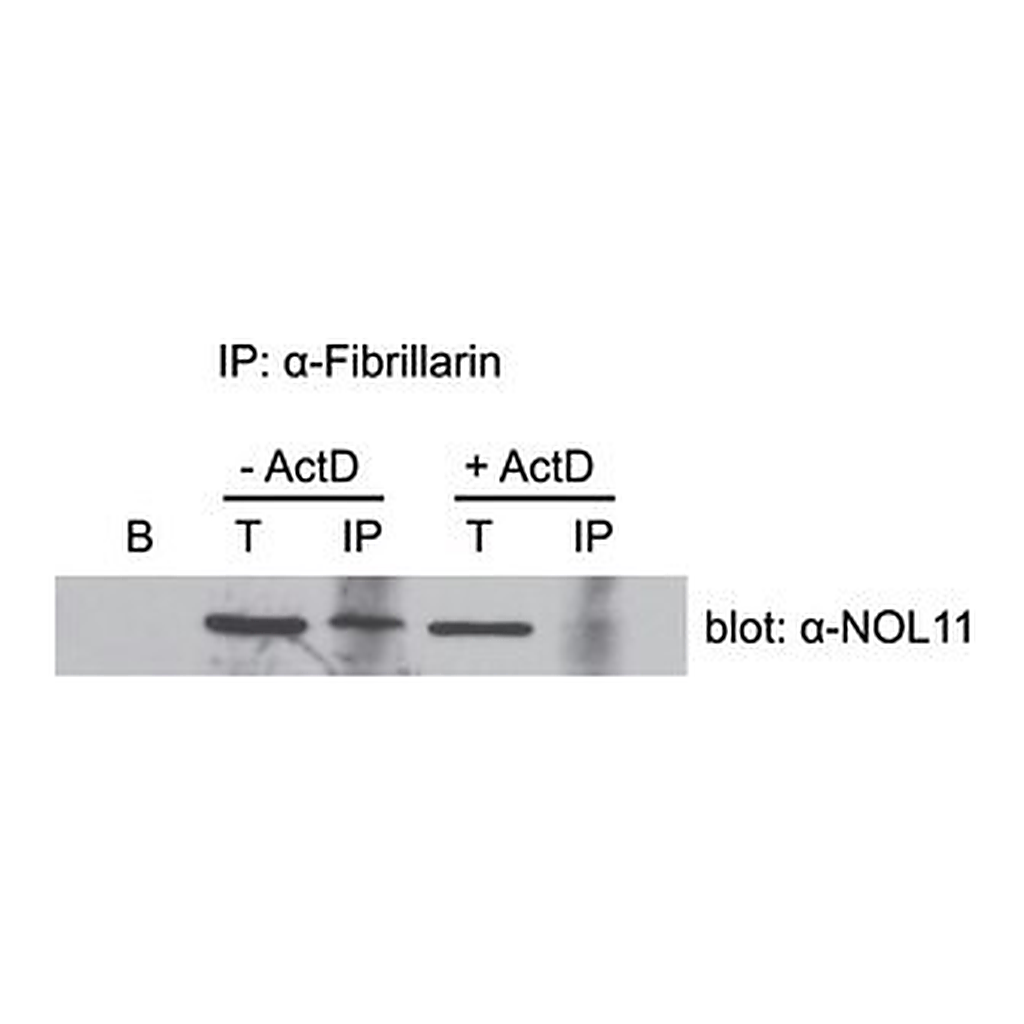 Merck Anti-NOL11 antibody produced in rabbit