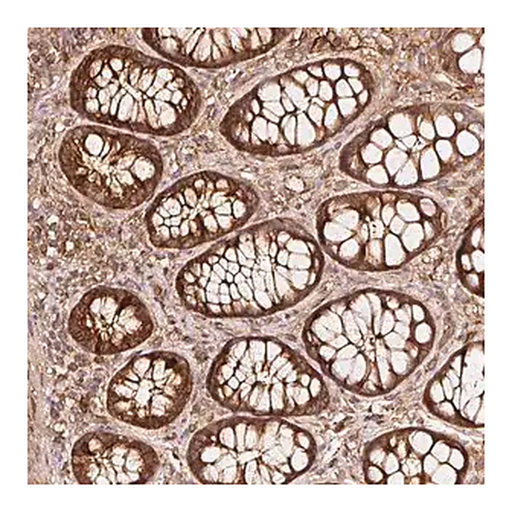 Merck Anti-ASMTL antibody produced in rabbit
