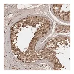 Merck Anti-CENPU antibody produced in rabbit