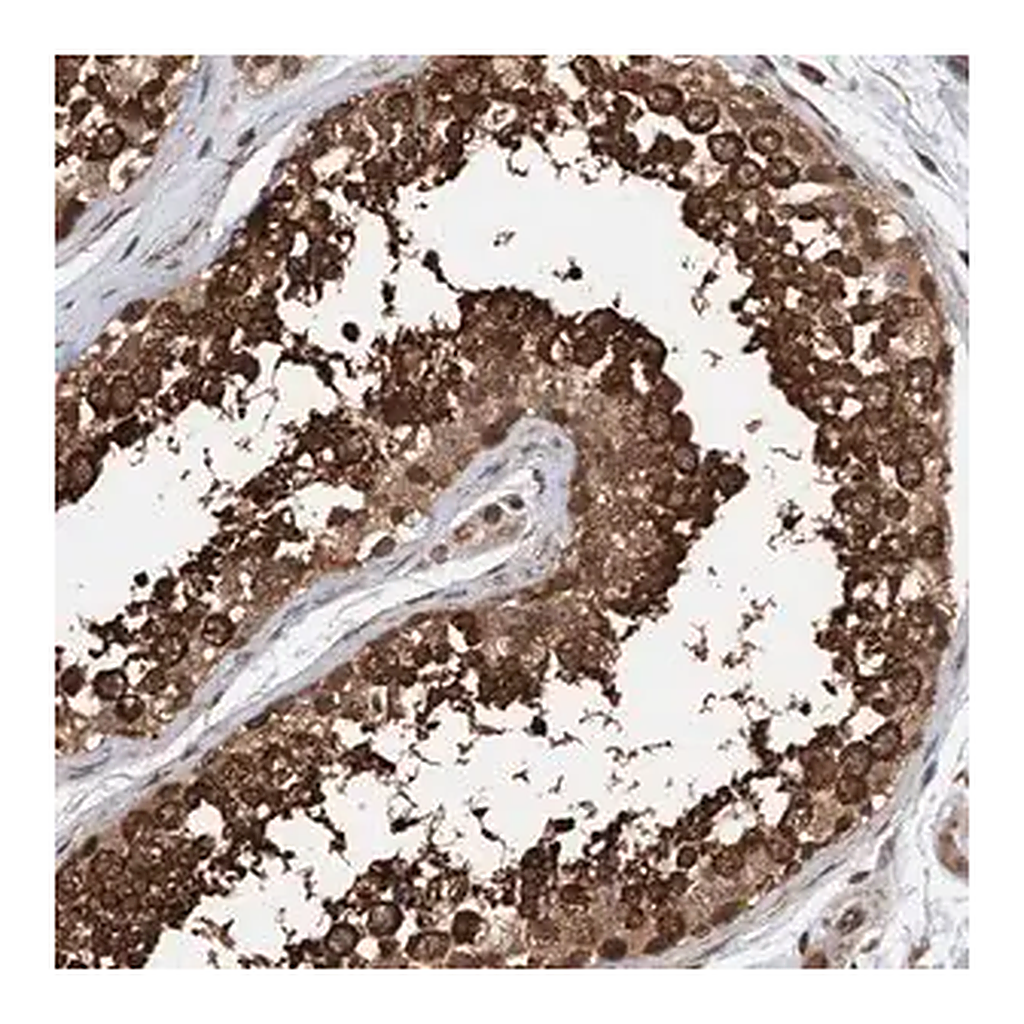 Merck Anti-STXBP4 antibody produced in rabbit