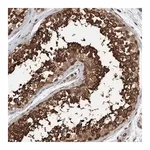 Merck Anti-STXBP4 antibody produced in rabbit