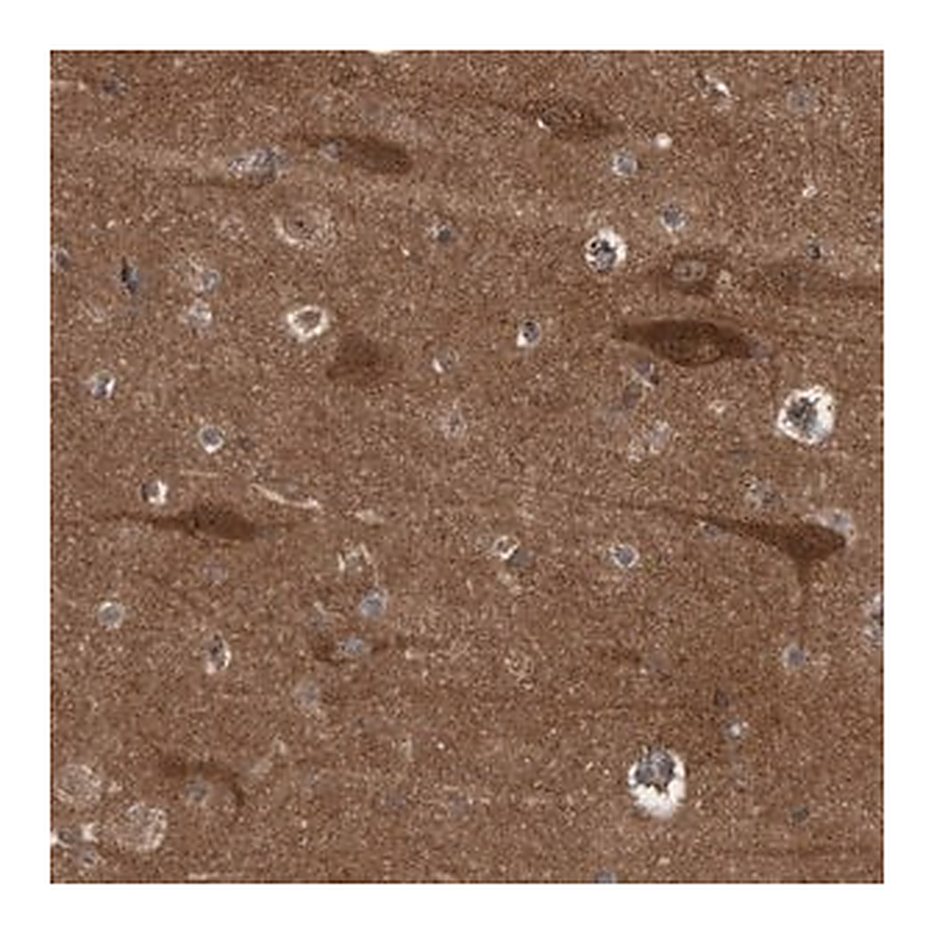 Merck Anti-RAP1GAP2 antibody produced in rabbit