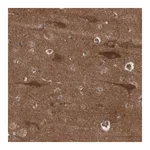 Merck Anti-RAP1GAP2 antibody produced in rabbit